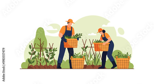 Farmers Harvesting Fresh Vegetables in Baskets on the Farm.
