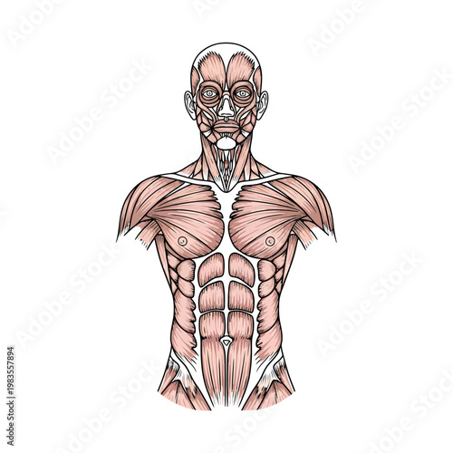 Human Muscular System Torso Anatomy Illustration