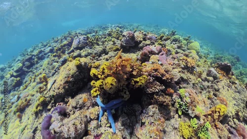 Blue starfish resting on a diverse coral reef, showcasing the rich biodiversity and delicate beauty of the underwater marine ecosystem in the clear tropical waters of Palawan, Philippines