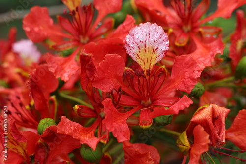 Fotografie Flores por la mañana