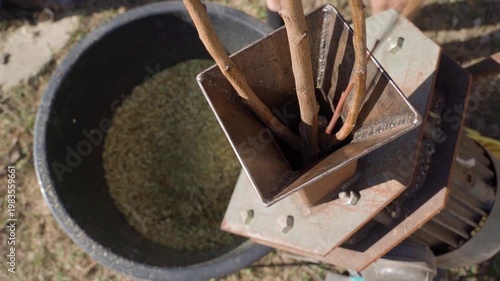 Wallpaper Mural Processing branches after tree pruning in wood chipper close-up slow motion Torontodigital.ca