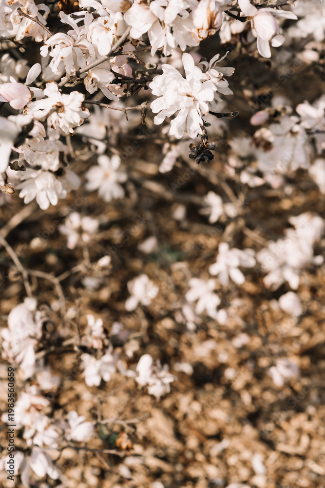 Fototapeta premium Soft Magnolia Blossoms in Warm Spring Light, copy space