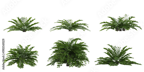 3d illustration of Zamia plants on transparent background