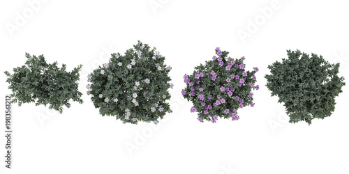 Collection of Cistus plants on transparent background from the top view