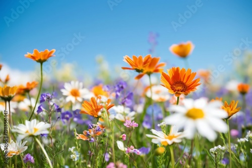 Colorful Field of Wildflowers on a Sunny Day in Springtime With Blue Sky Over...