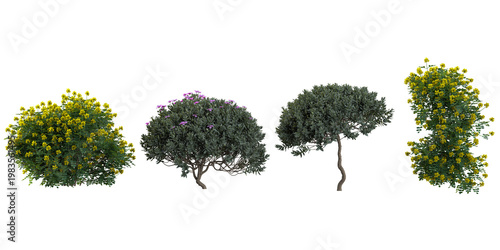 Collection of Cistus,Coronilla plants on transparent background