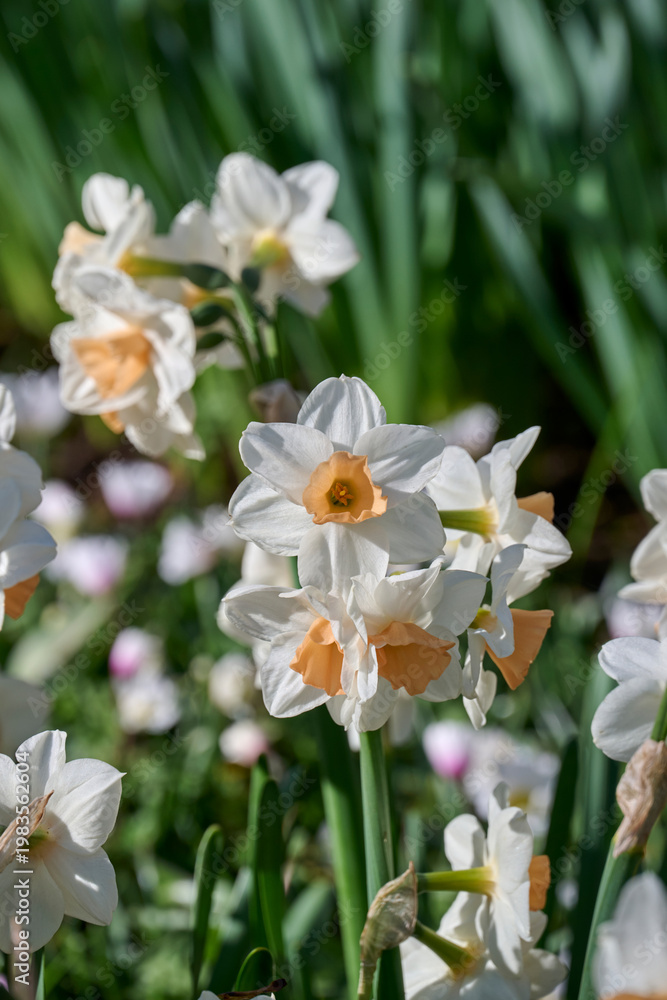 Obraz premium Narcissus Kapiti Peach in the sun