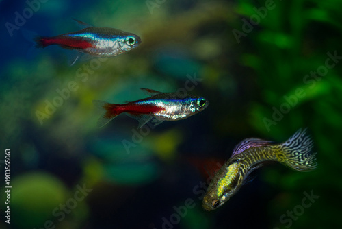 Neon and guppy aquarium fish swim. Two fish are blue-red-gray. One guppy male multicolored. Paracheirodon innesi is the Latin name for neon. Poecilia reticulata is the Latin name for guppies.