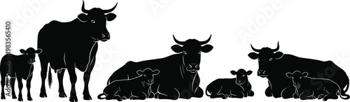 Black silhouettes of cows and calves resting and standing together, farm animal family vector illustration for agriculture design