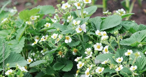 white flowers of strawberry in the garden