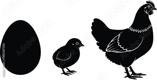 "Chicken life cycle silhouette illustration showing egg, chick, and adult bird stages for farming, biology, and education"