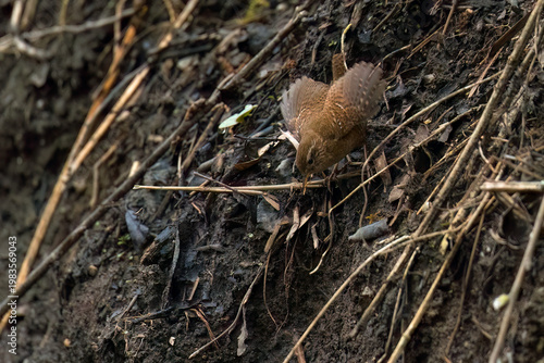 Aufnahme von einem zaunkönig beim Sammeln von Nistmaterial in seinem Habitat.