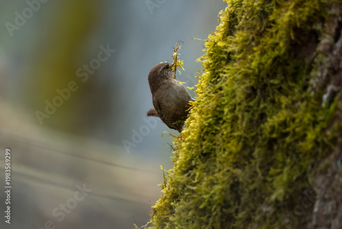 Zaunkönig beim Sammeln von Nistmaterial.