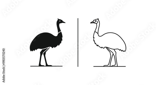 Ostrich vs Emu: Key Differences in Flightless Birds Vector