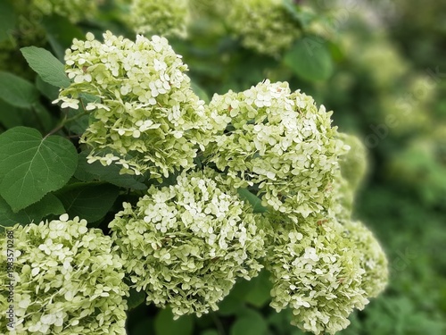 Large caps of hydrangea flowers macro. Hydrangea bush on a mobile phone