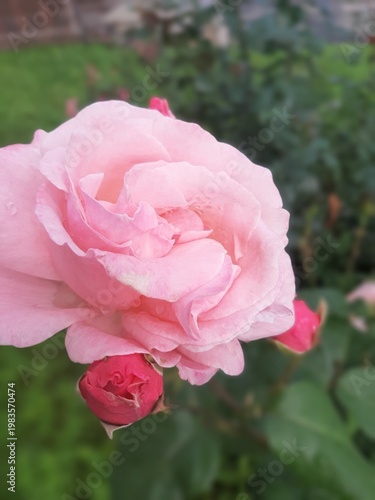 Pink rose on a flowerbed close-up on a mobile phone