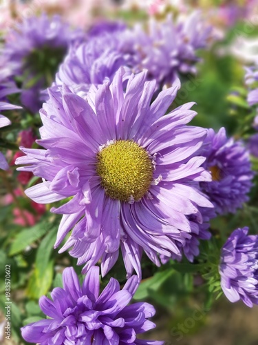 Lilac asters in a flowerbed on a sunny day. Garden flowers filmed on the phone