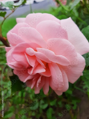 Pink rose on a flowerbed close-up on a mobile phone