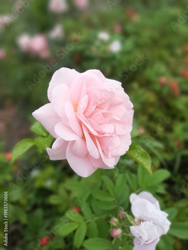 Pink rose on a flowerbed close-up on a mobile phone