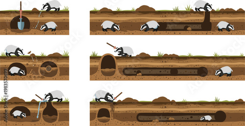 Badger underground tunnel system set vector illustration wildlife burrow digging process animal habitat cross section design