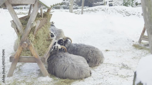 This image captures sheep feeding on hay in a snowy environment, showcasing a serene winter scene. The animals are gathered around a feeding trough, highlighting a peaceful moment in nature during col