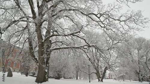 A serene winter scene featuring towering frosted trees blanketed in snow. The calm atmosphere creates a peaceful and pristine environment, highlighting the beauty of nature during the cold season.