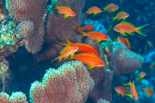 Vibrant Sea Goldie (Pseudanthias squamipinnis) swimming near a massive hard coral reef in the Red Sea.