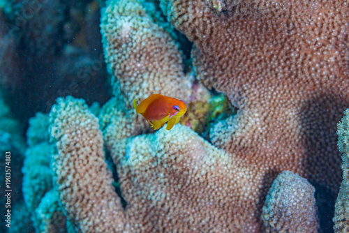 Vibrant Sea Goldie (Pseudanthias squamipinnis) swimming near a massive hard coral reef in the Red Sea.