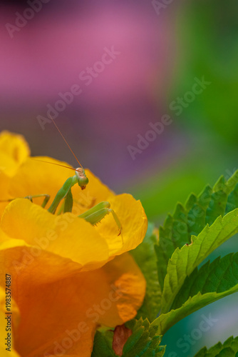 Macro shot of a green praying mantis sitting on a bright yellow flower with a soft purple and green background.