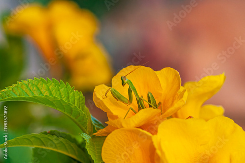 Macro shot of a green praying mantis sitting on a bright yellow flower with a soft purple and green background.