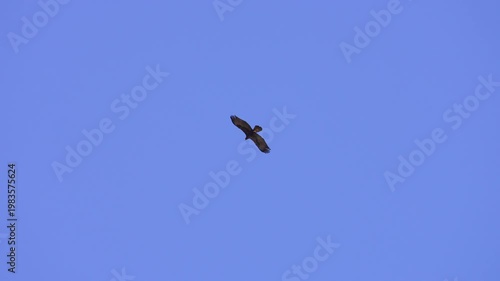 Golden Eagle flying through the sky as a Peregrine Falcon dives past it in slow motion.