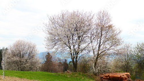 Hochstammobstbäume im Morgenlicht

