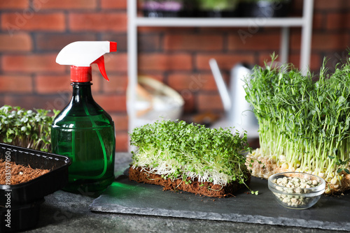 Microgreens, seeds, containers with soil and spray bottle on table indoors