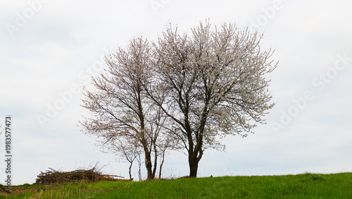 Kirschenblüte in der Buckligen Welt, Niederösterreich


