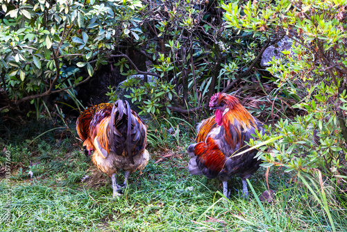 Two colorful roosters standing in natural vegetation in Porto region, Portugal, Porto, 17.10.2025