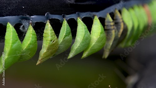 Chrysalis hatching butterfly set macro video tropical Nymphalidae metamorphosis close-up wildlife sequence
