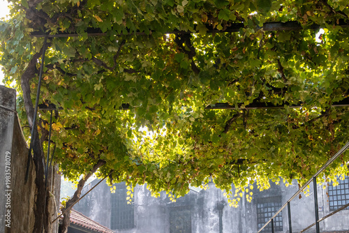 Sunlight filtering through grapevine leaves in Porto courtyard setting, Portugal, Porto, 17.10.2025