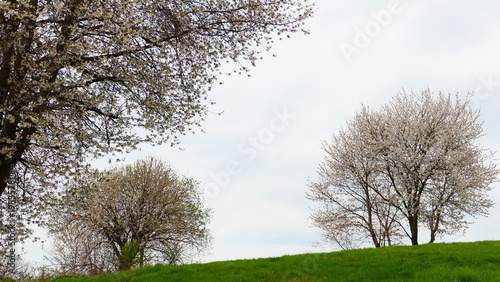 Kirschenblüte im Hügelland

