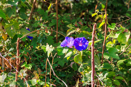 Purple morning glory flowers growing wild in green vegetation in Porto, Portugal, Porto, 17.10.2025