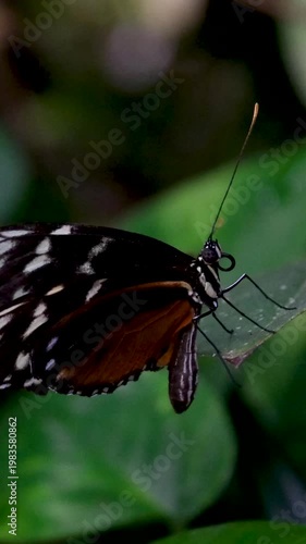 Mechanitis polymnia butterfly holding onto leaf as wind moves wings tropical macro wildlife close-up video