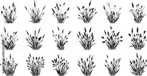 Botanical study of grasses a collection of delicate floral illustrations in black and white