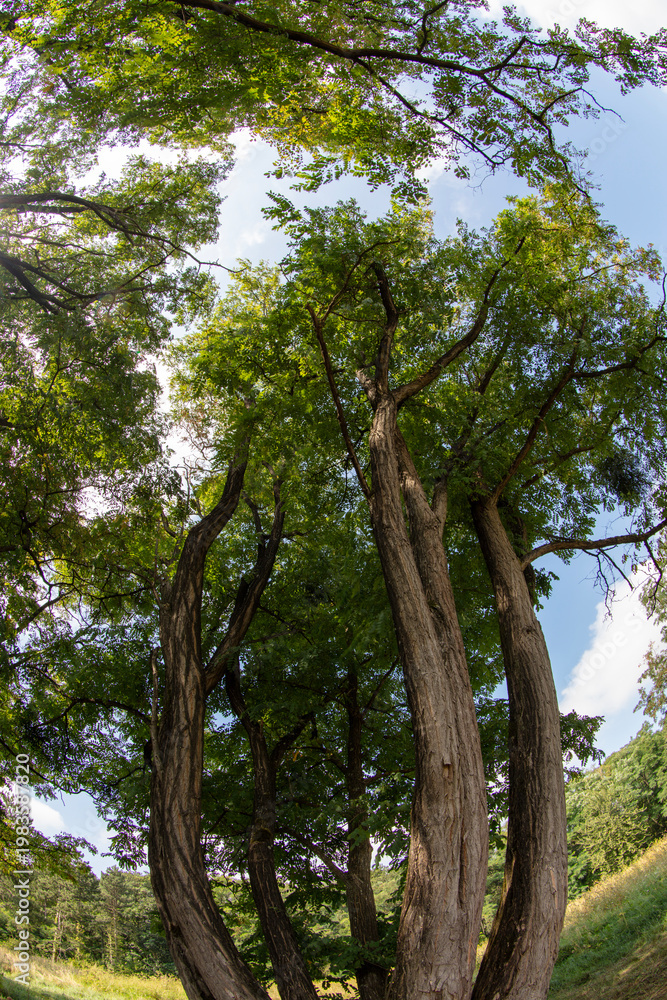 Fototapeta premium Forest in summer - Ile-de-France - France