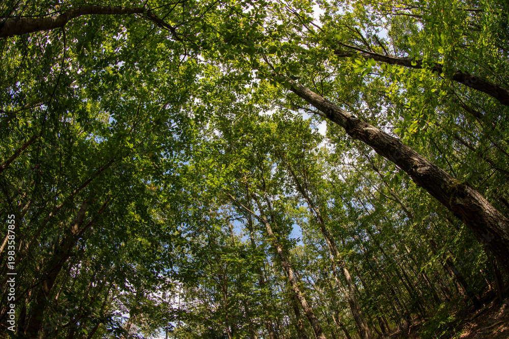 Fototapeta premium Forest in summer - Ile-de-France - France