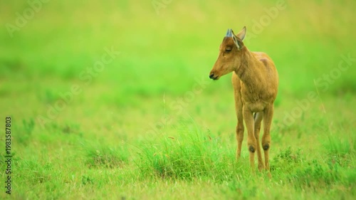 Red hartebeest ) or Cape hartebeest (Alcelaphus buselaphus caama) grazing in grasslands at Mountain Zebra National Park, Eastern Cape, South Africa. 