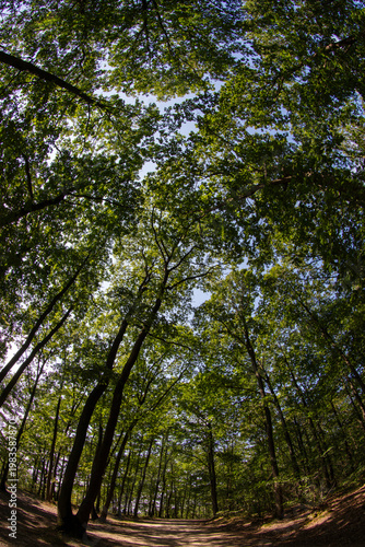 Forest in summer - Ile-de-France - France