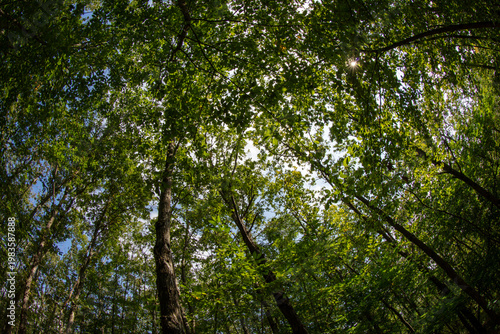 Forest in summer - Ile-de-France - France