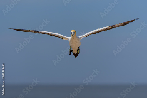 Cape gannet (Morus capensis).  On the Coast of Lambert's Bay gannets are flying to the colony to make love, feed the chicks and fight on Bird Island Nature Reserve in South Africa
