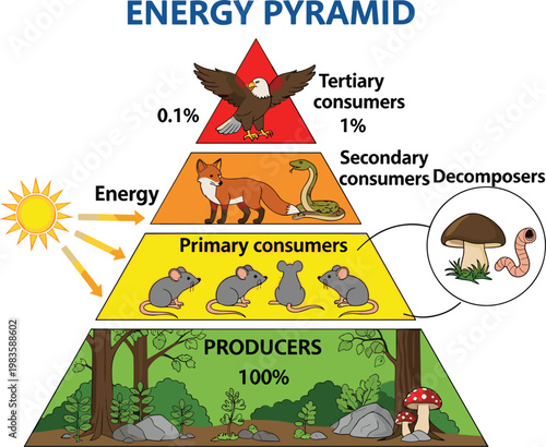 Energy Pyramid Illustration Featuring Producers, Primary, Secondary, and Tertiary Consumers for Ecological, Environmental, and Science Concepts