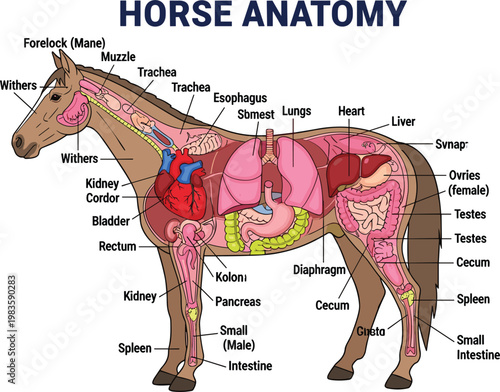 Horse Anatomy Illustration Featuring Detailed Internal and External Body Parts for Educational, Biology, and Animal Science Concepts