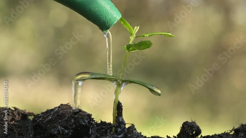 Close-up video of a small plant in the soil being gently watered. Soft water drops nourish the seedling, symbolizing growth, care, sustainability and new life in a natural environment.